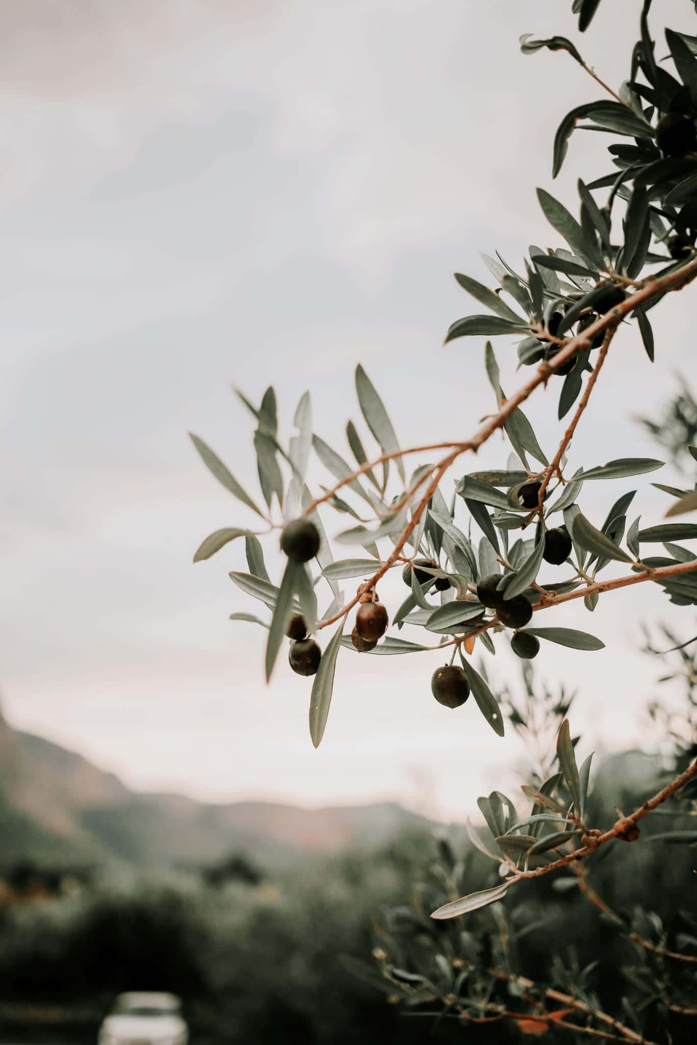 Olive branch with dark olives, hills in soft focus behind