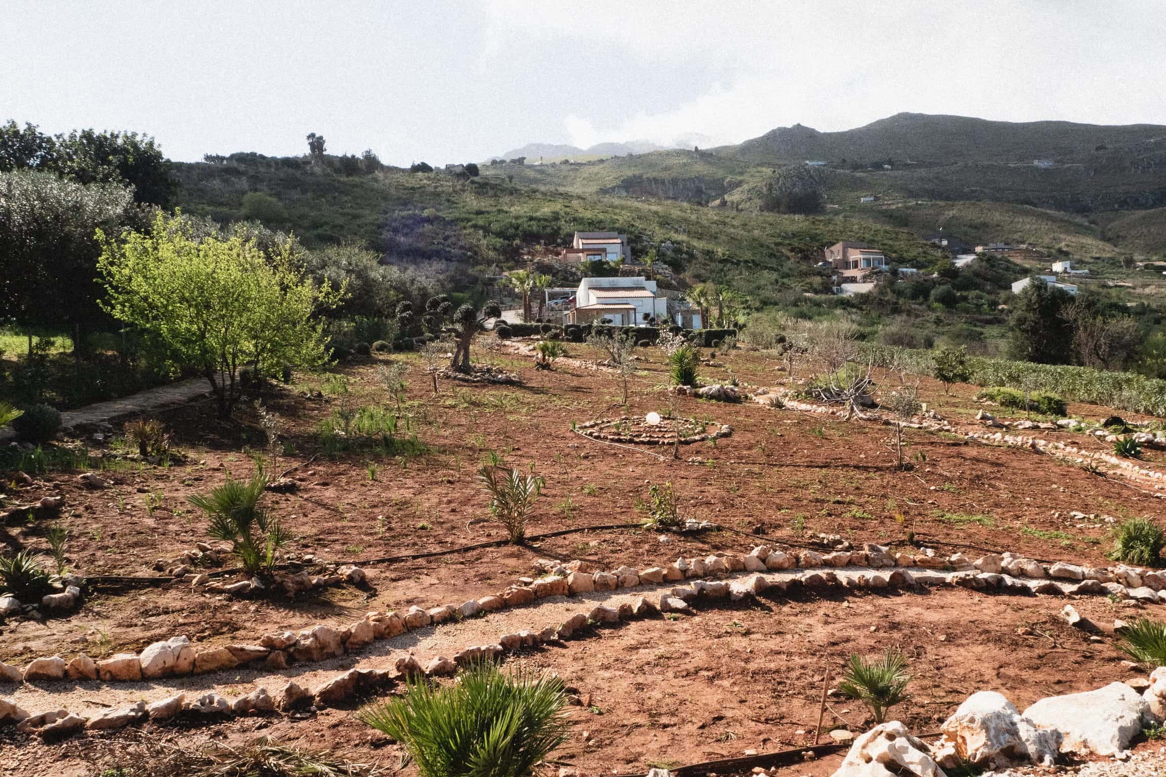 Red earth planted with young palms and olive trees, paths edged with stones, white houses on the green hillside behind